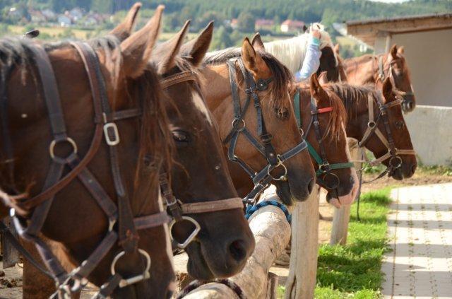 Penzion Q Ranch 3*
