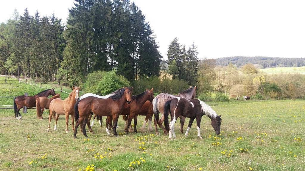 Q Ranch